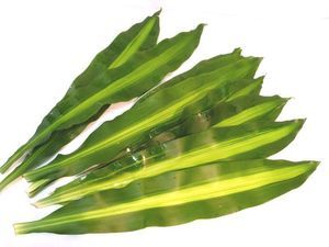 FEUIL. DRAC. MASSANGEANA VERT 50CM